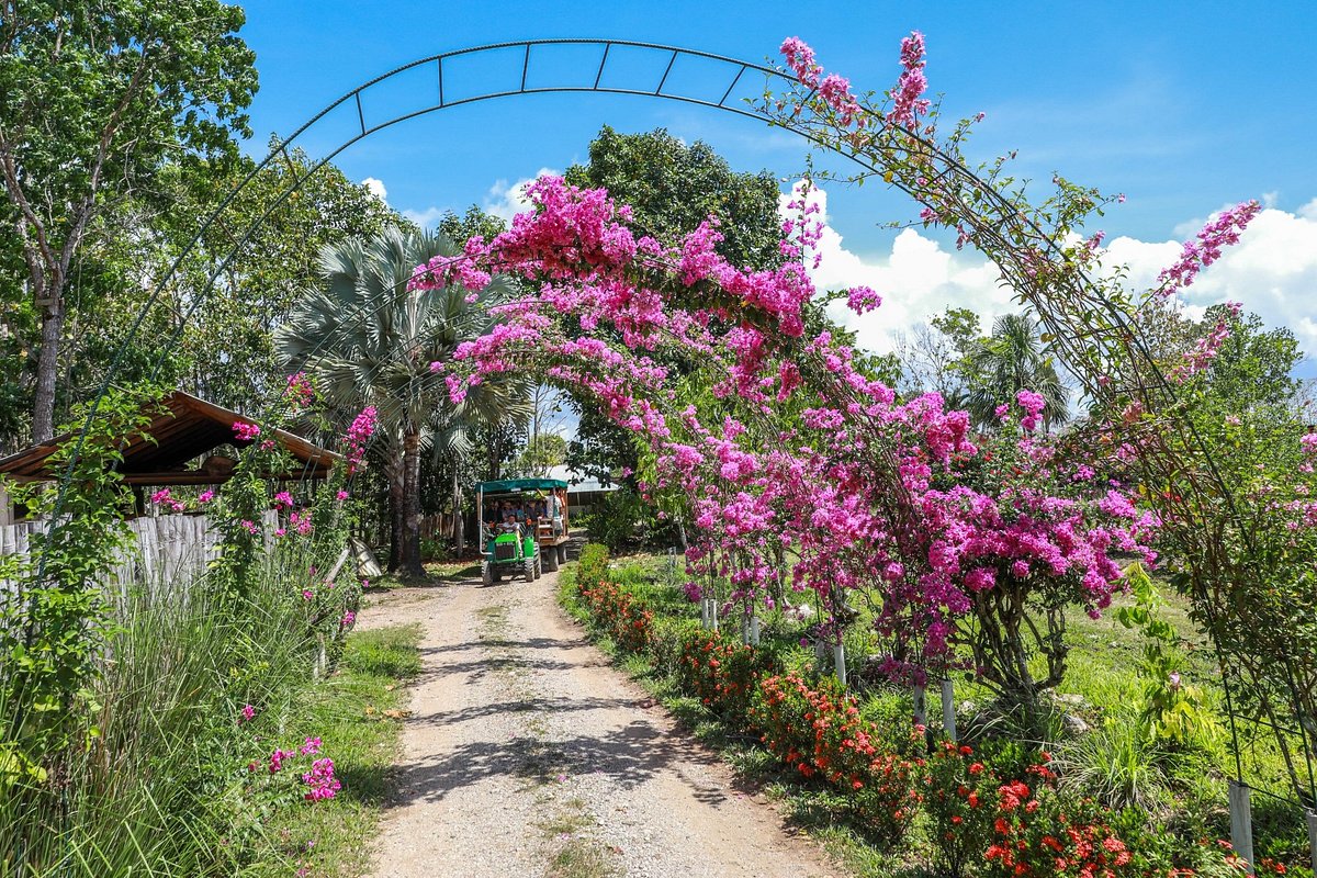Belize Spice Farm & Botanical Garden (Golden Stream Village) All You