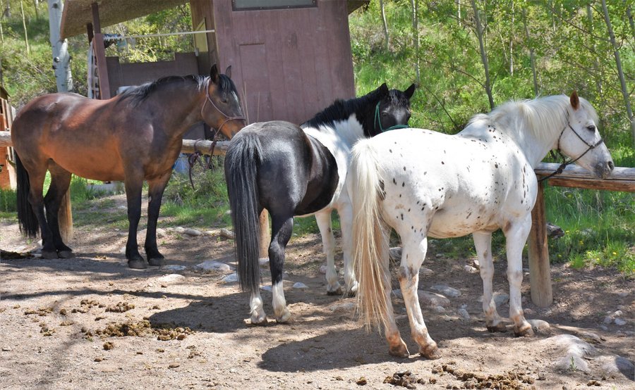 Brownie, Tommy, Measles - Horses ready to ride.