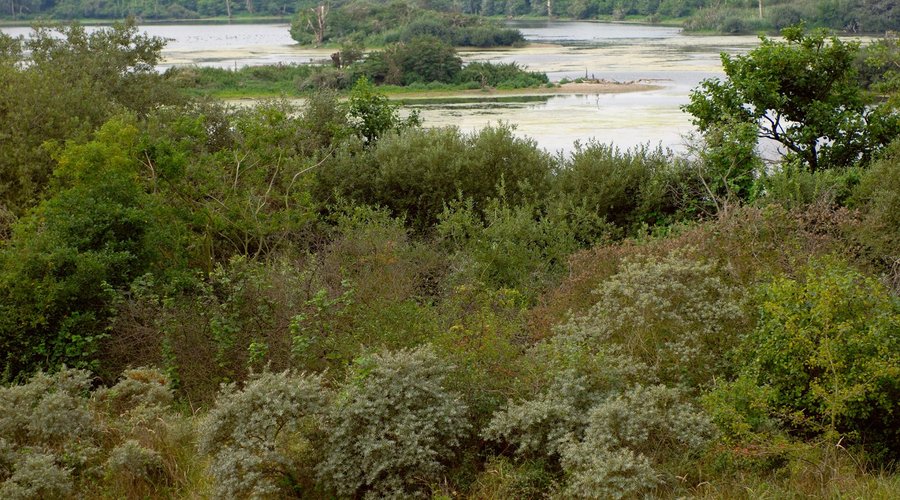 Voornes duin
