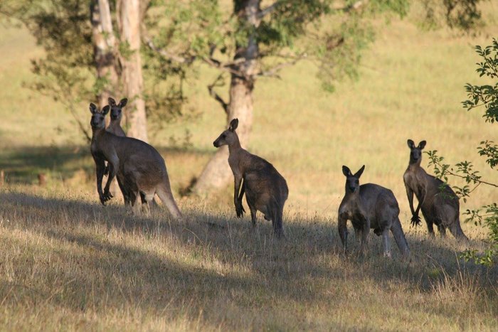 Spot the local Kangaroos 