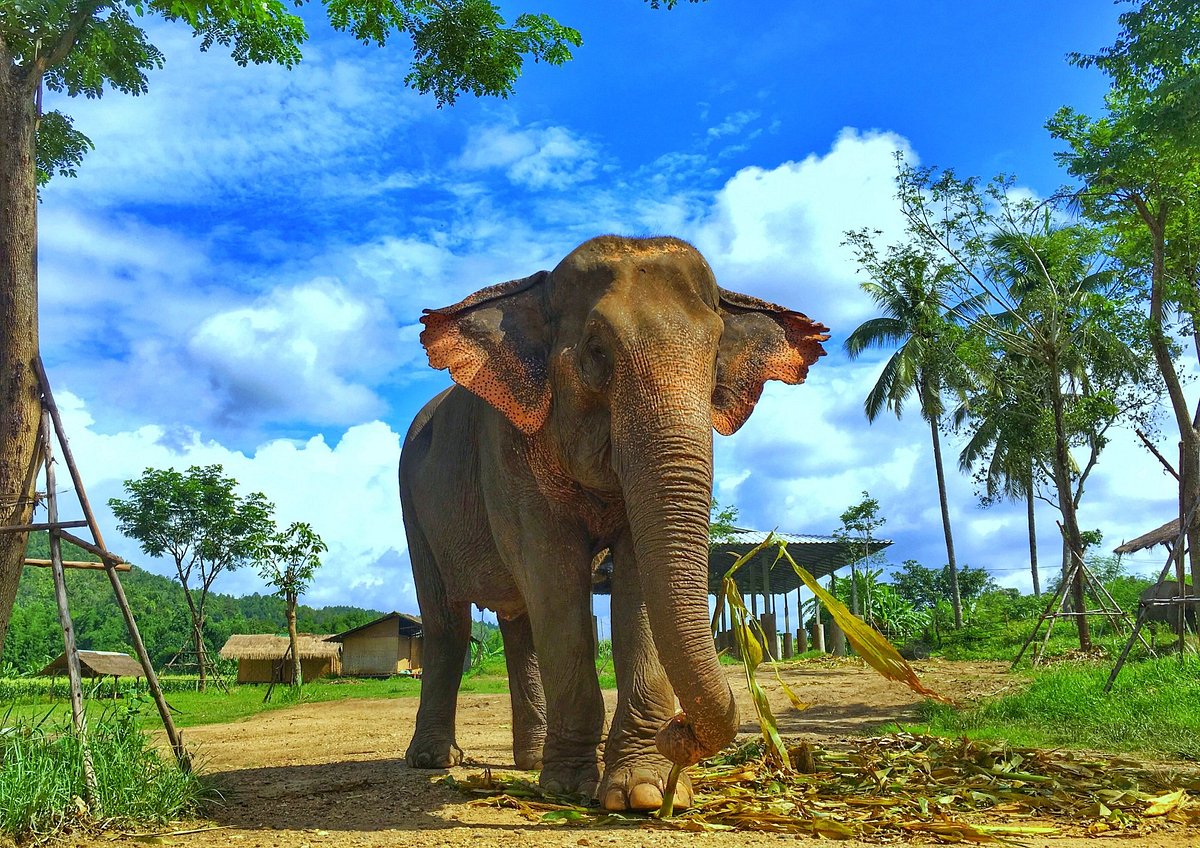 Lanna Kingdom Elephant Sanctuary (Chiang Mai, Thái Lan) - Đánh giá -  Tripadvisor