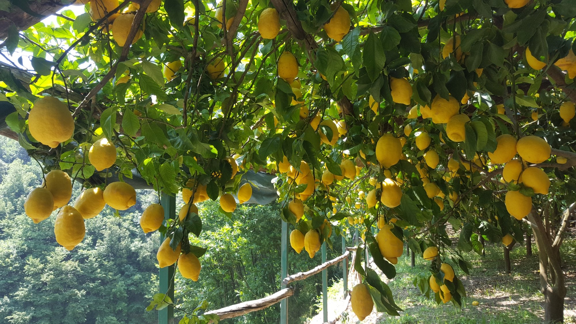 amalfi limoncello tour