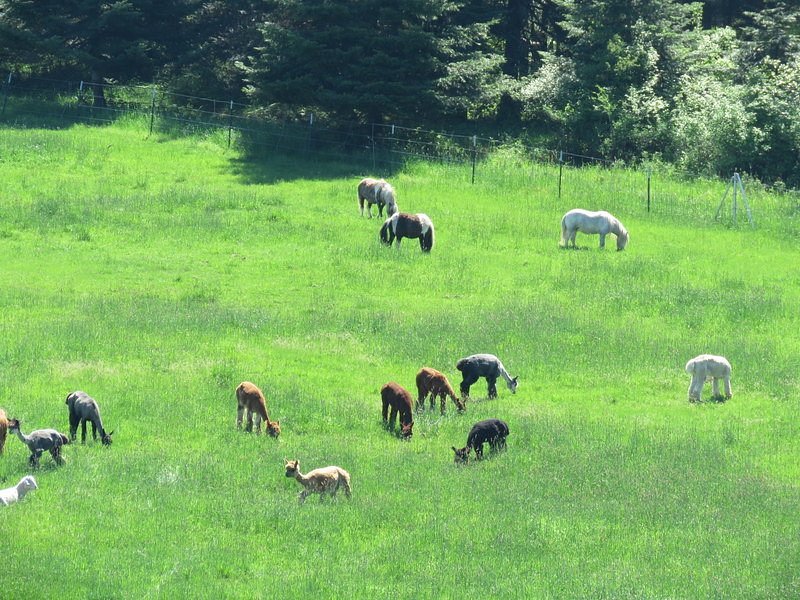 Seven Stars Alpaca Ranch image