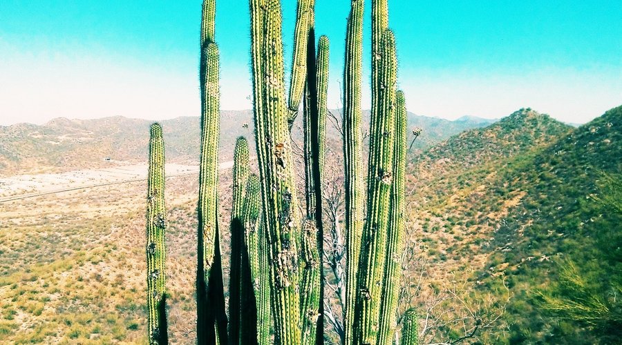 Cerro del Bachoco