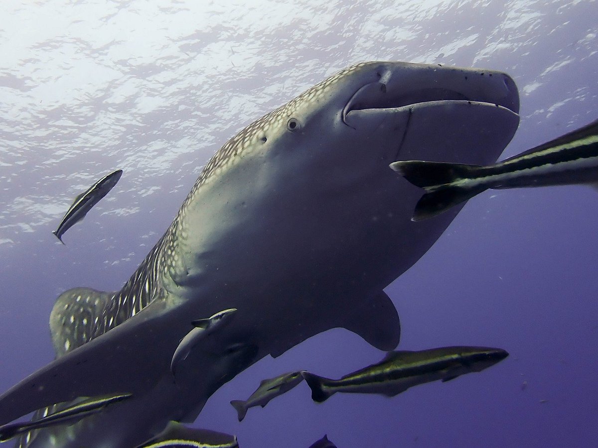 Seashell Divers, Остров Тау: лучшие советы перед посещением - Tripadvisor