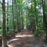 Het Asserbos; een stadsbos dat in 1760 werd verfraaid