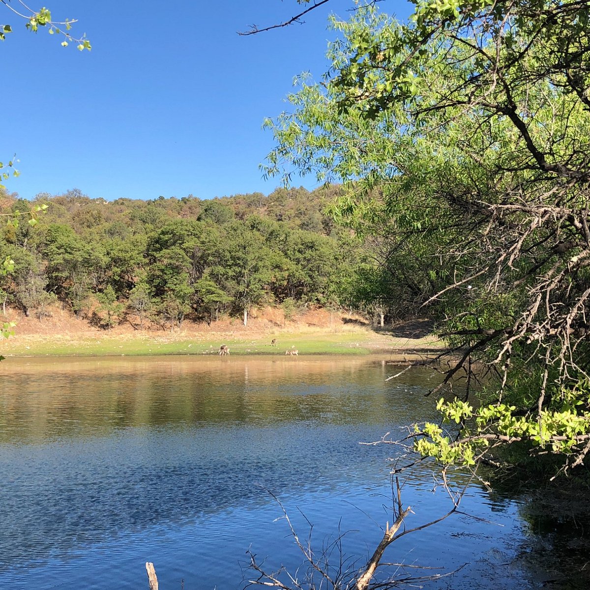 Аризона паркер. Arizona Lake.