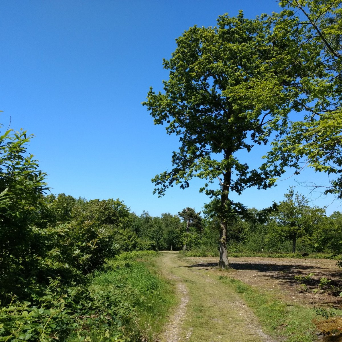 Farningham Woods Nature Reserve: All You Need to Know