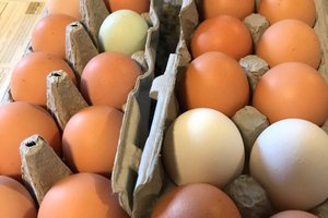 Ristorazione