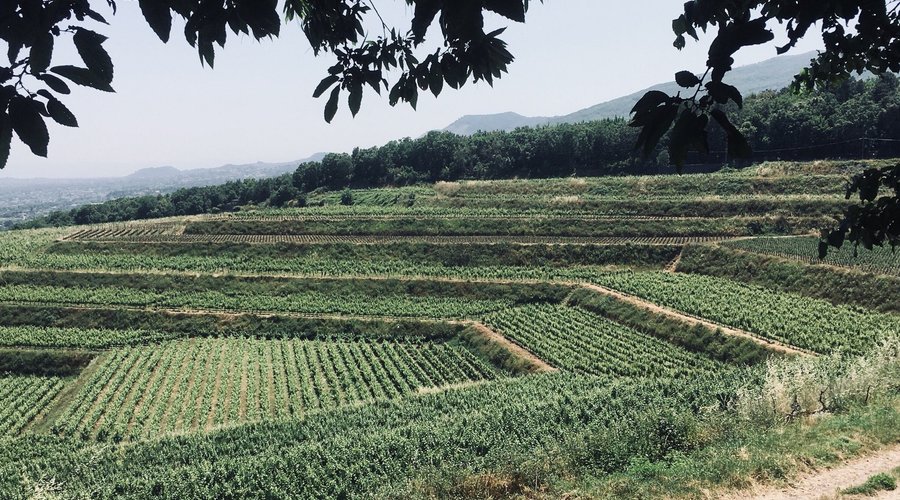 Vigneto circostante