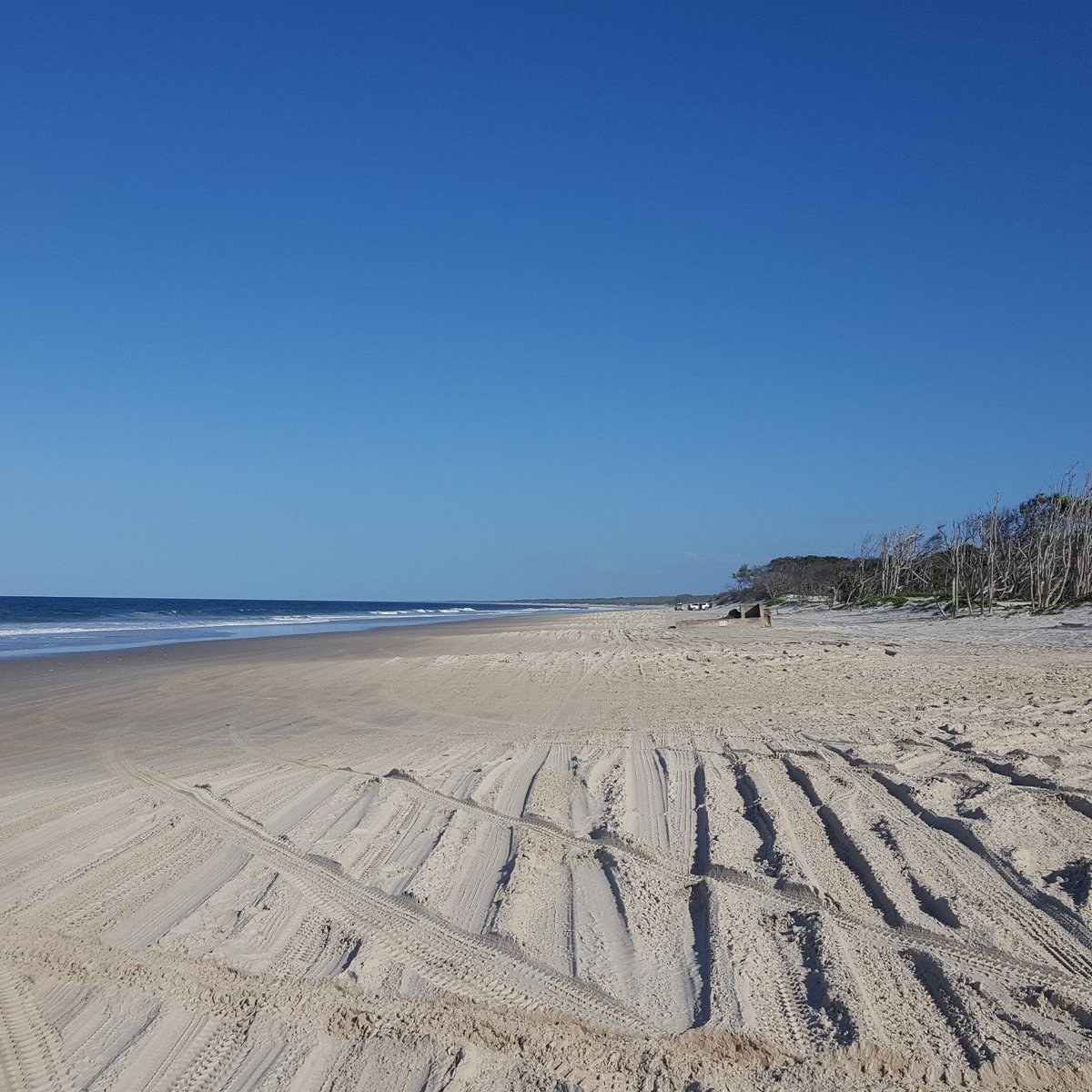 are dogs allowed on bribie island