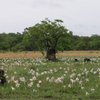 upupa2018