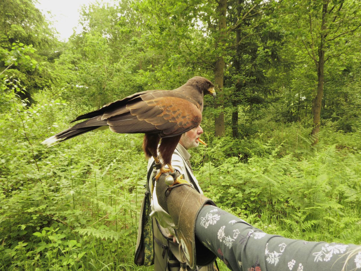 Birds of prey  Shropshire Wildlife Trust