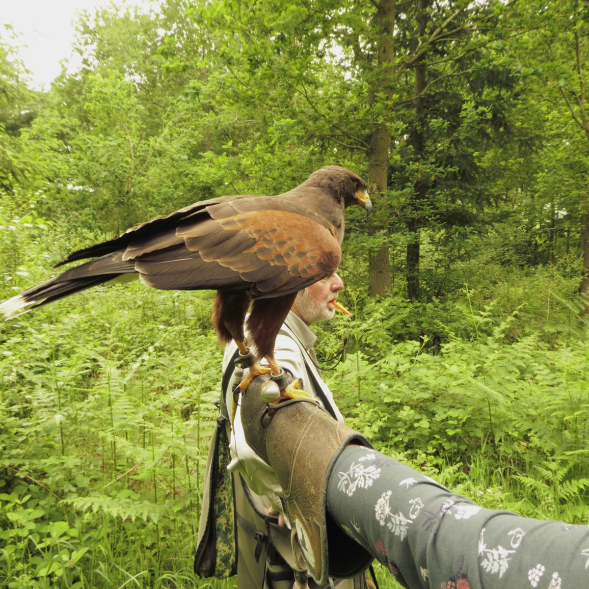 Battlefield Bird of Prey Centre