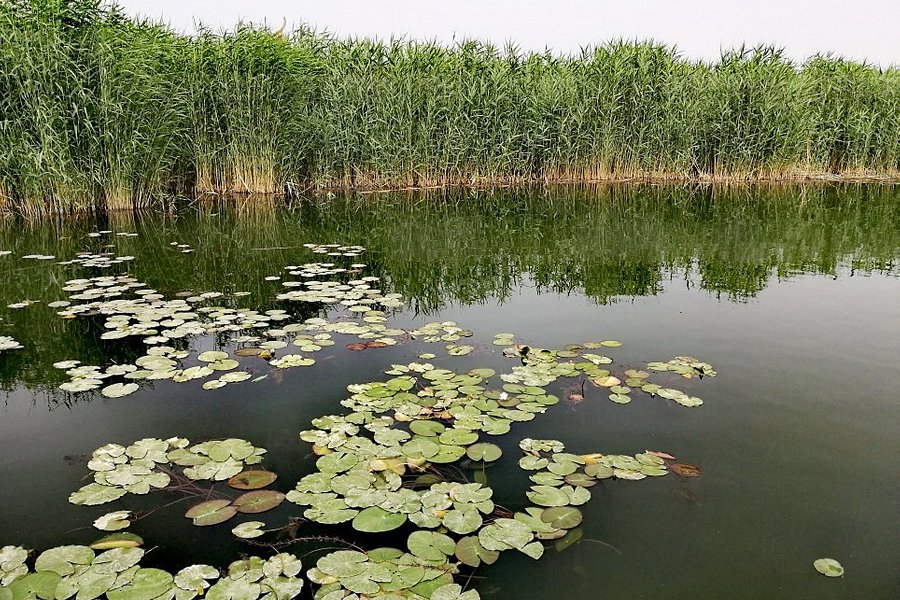 Lotus Lake of Korla image