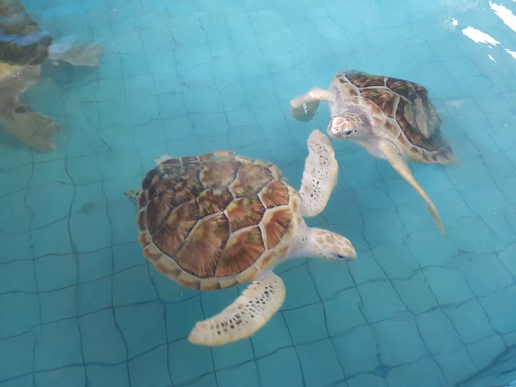 Sea Turtle Conservation Centre (Thai Mueang) - All You Need to