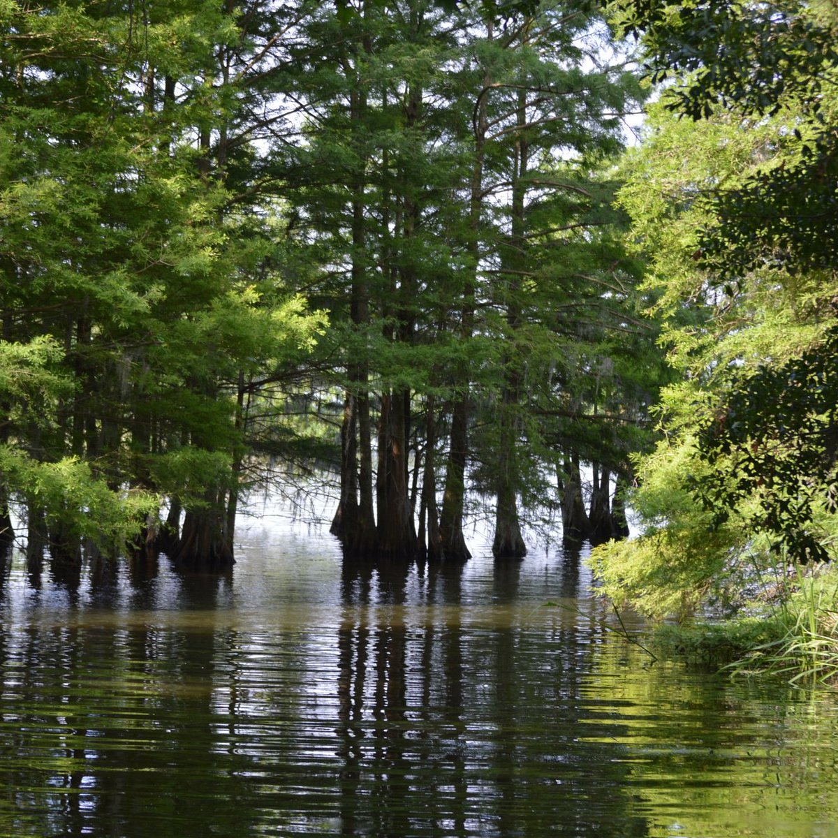 Exploring Santee National Wildlife Refuge in South Carolina - Au-delà du  paysage