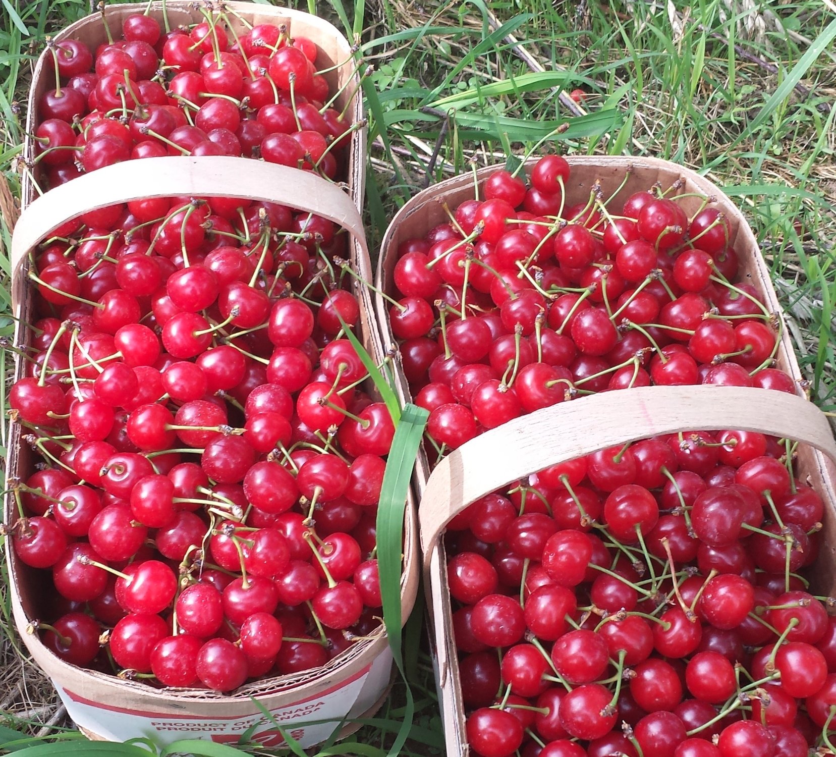 20 VALLEY HARVEST FARMS Jordan Station 2023 Qu Saber Antes De Ir   Sour Cherries Also Called 