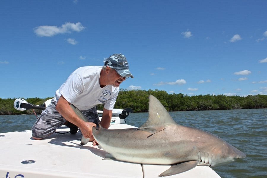 Florida sharks: 10-footer pings off Marco Island, Sarasota, Cape Coral
