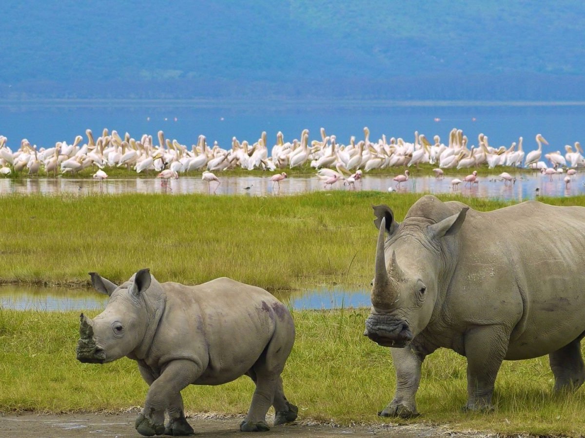 LAGO NAKURU (Lake Nakuru National Park) - Qué SABER antes de ir