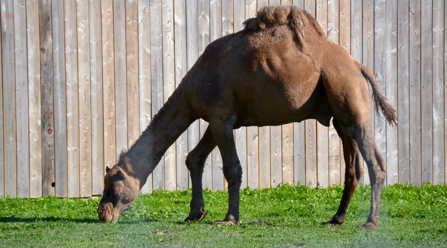 Camel