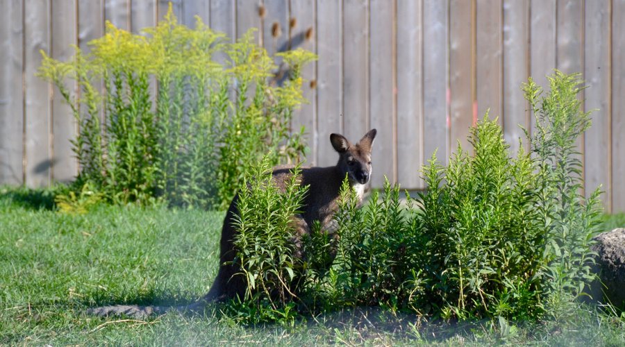 Wallaby