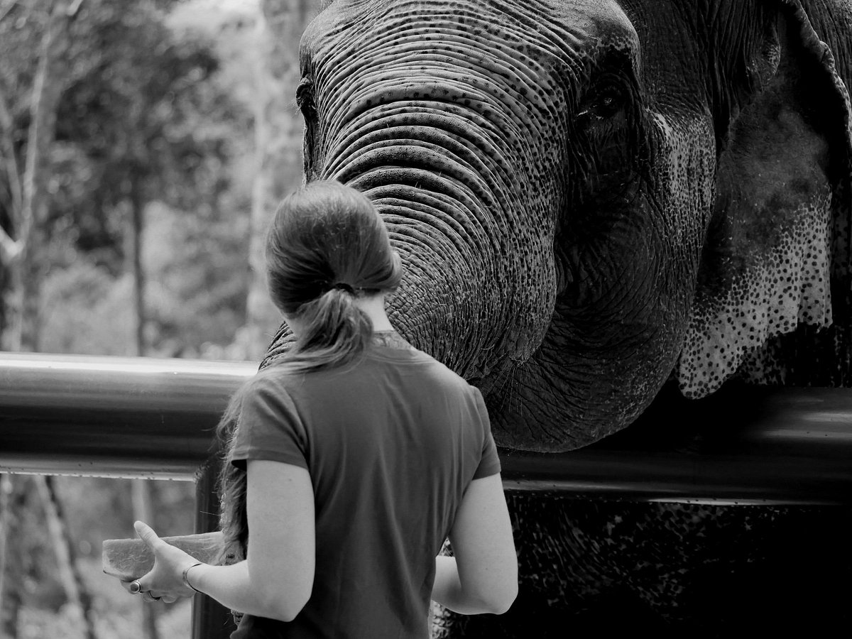 Phuket Elephant Sanctuary, Пхукет: лучшие советы перед посещением -  Tripadvisor