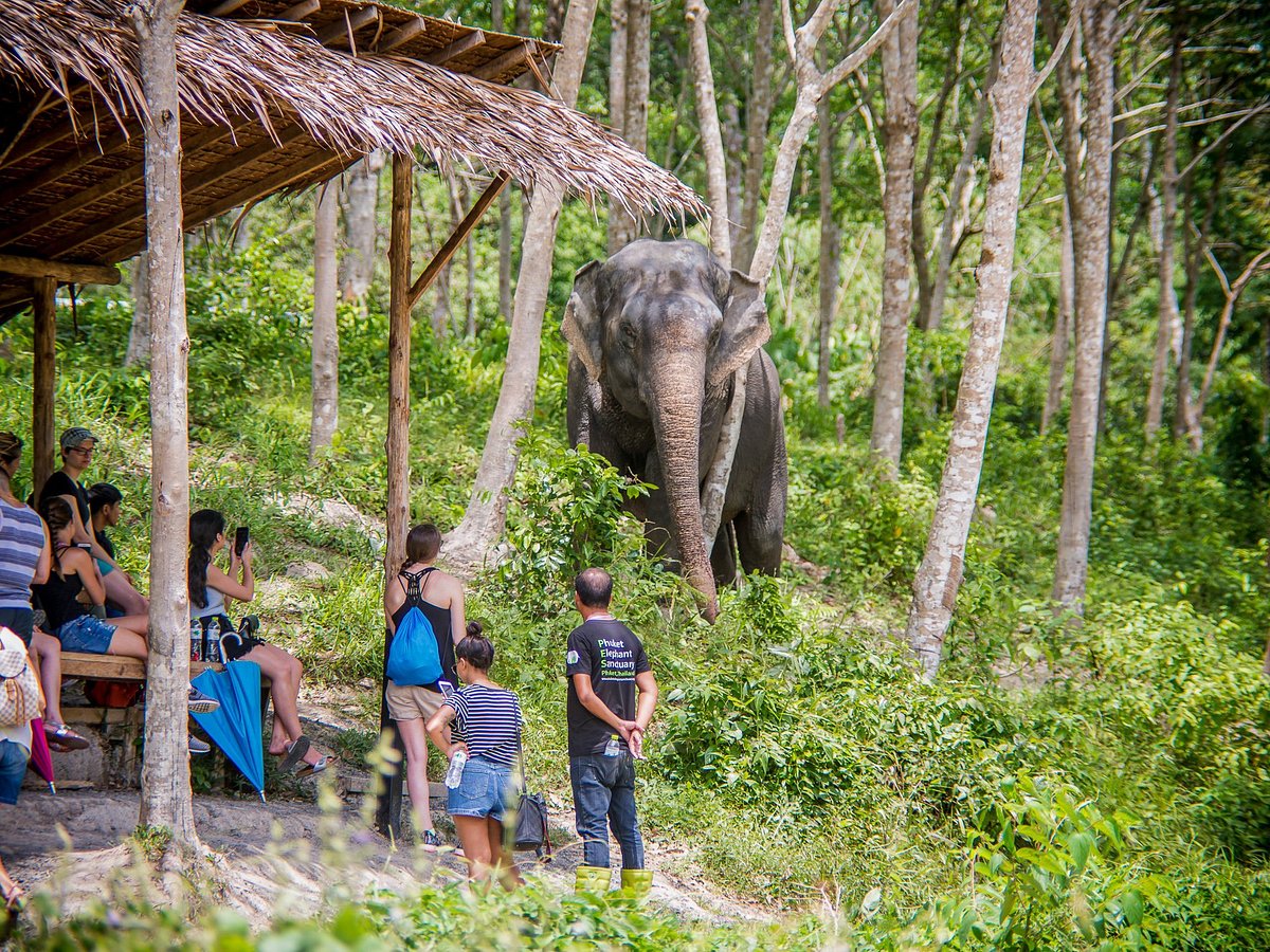 phuket cruise port to elephant sanctuary