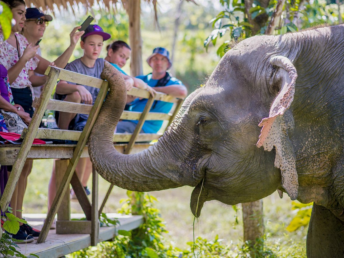 Phuket Elephant Sanctuary - All You Need to Know BEFORE You Go