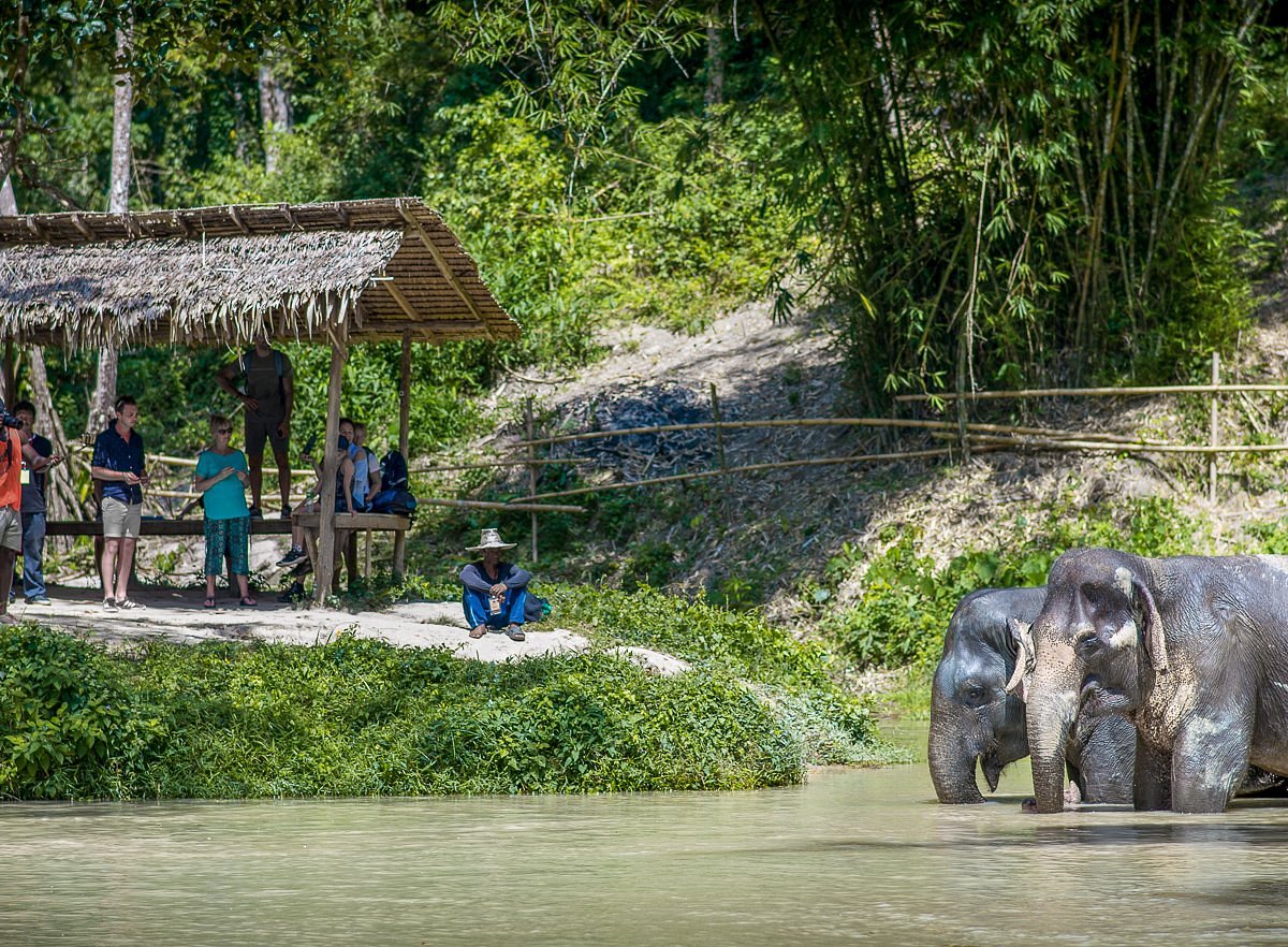 PHUKET ELEPHANT SANCTUARY - All You Need to Know BEFORE You Go