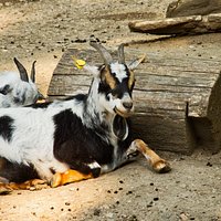 Tierpark Rheingönheim