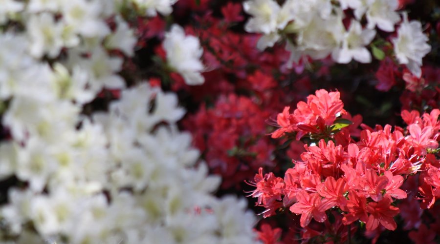 Peak Spring Color