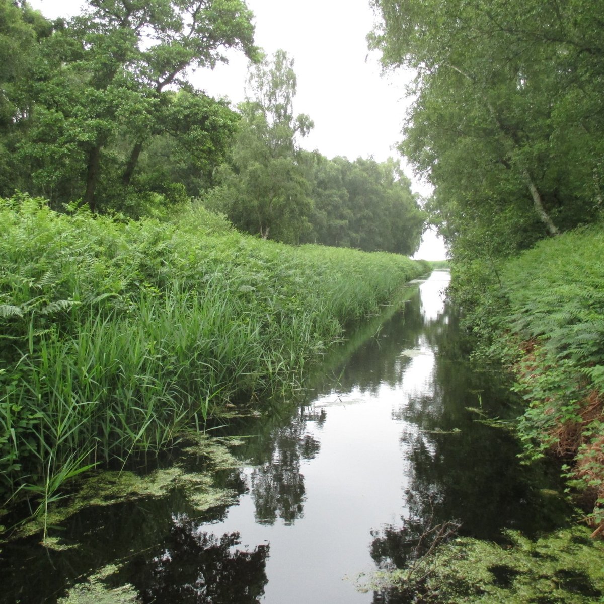 Holme Fen  The Great Fen