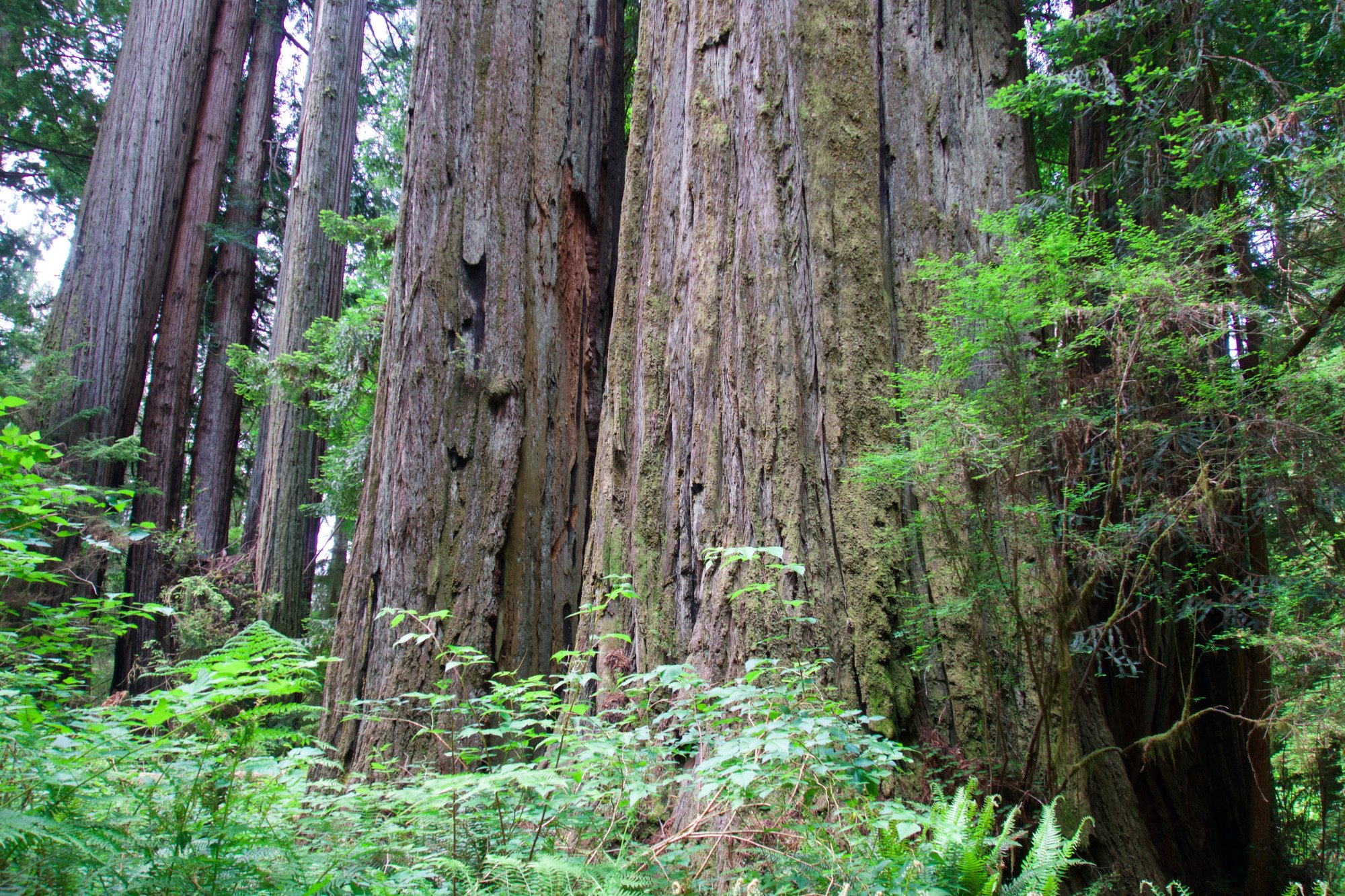 Orders Jedediah Smith Redwoods State Park, Landscape Photography, Metal Print, Large Prints, Del Norte County CA, Northern CA, DJerniganPhoto