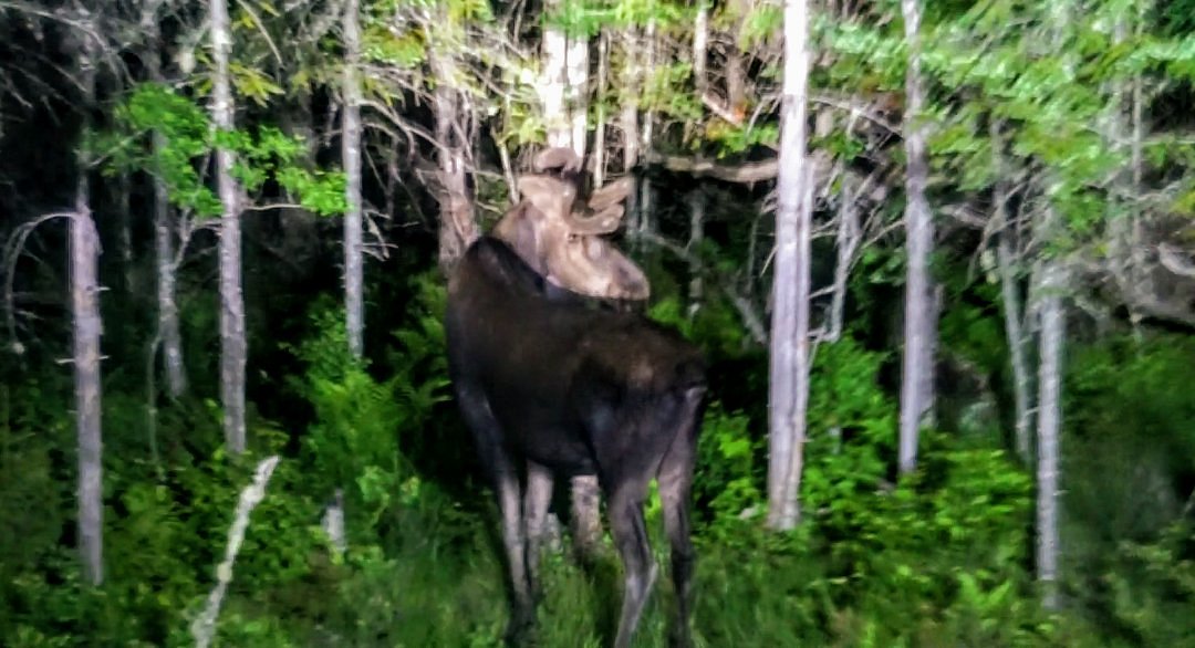 pemi valley moose tours tickets