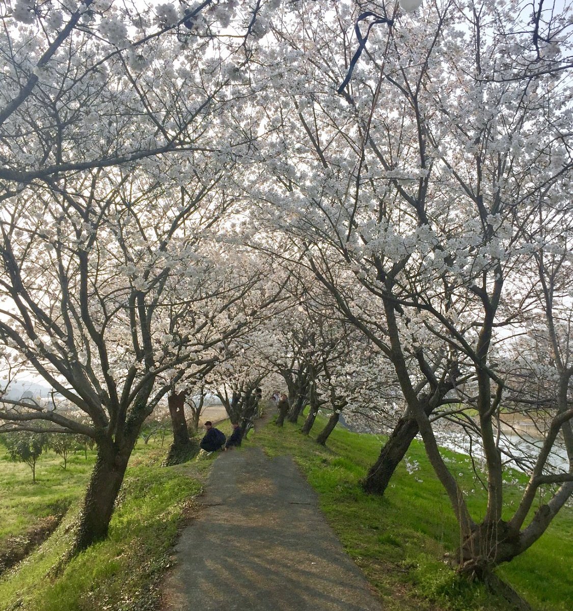 21年 流川の桜並木 行く前に 見どころをチェック トリップアドバイザー