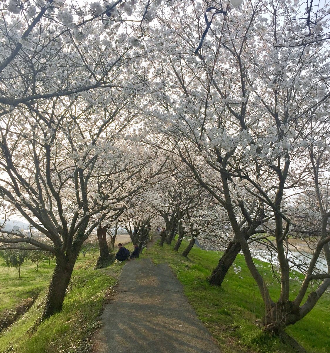 21年 流川の桜並木 行く前に 見どころをチェック トリップアドバイザー 21年 流川の桜並木 行く前に 見どころをチェック トリップアドバイザー