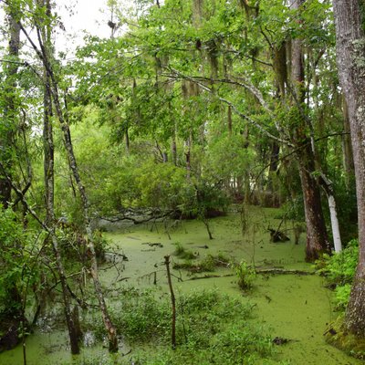 ANGEL OAK RESTAURANT, Johns Island - Restaurant Reviews, Photos & Phone ...