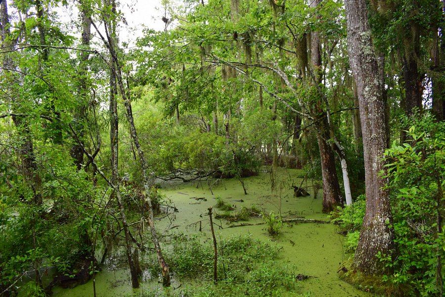 swamp tours near charleston sc