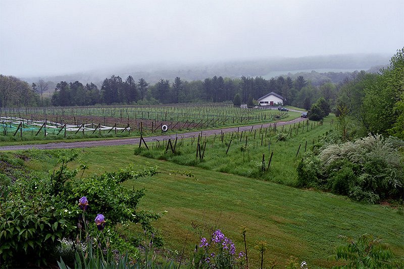 Vineyard can't keep its green Eagles-themed sparkling wine in