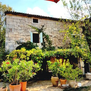 Old house in full bloom