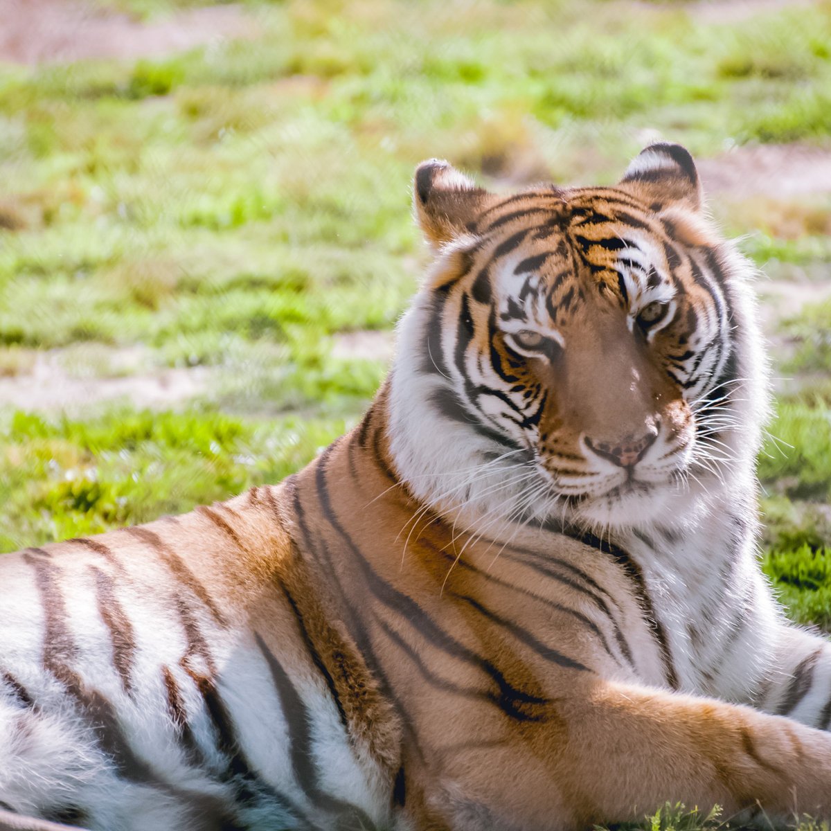 alabama gulf coast zoo