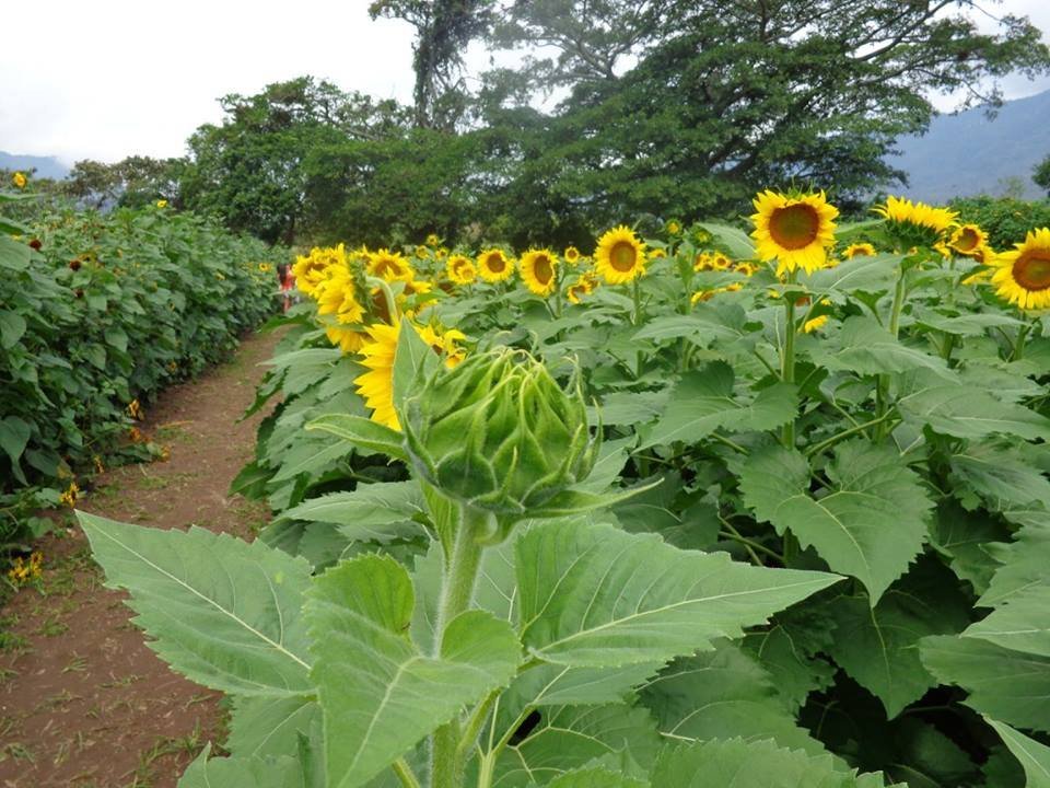 FINCA LOS GIRASOLES (Esquipulas) - 2023 Qué SABER antes de ir