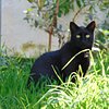 Ilias K