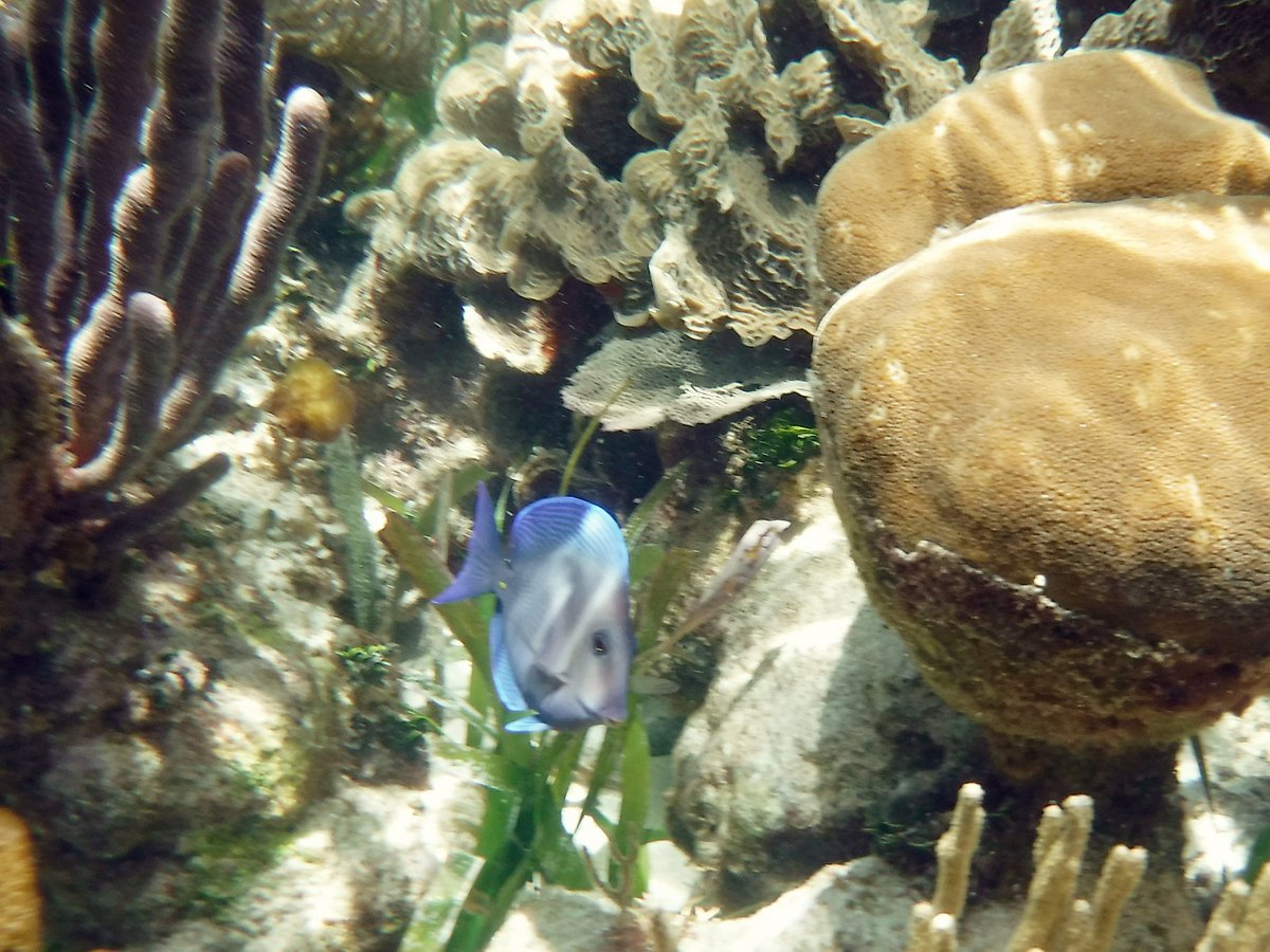 the snorkel shop playa del carmen