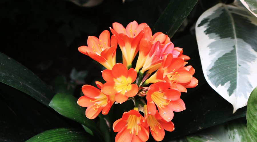 Vibrant orange