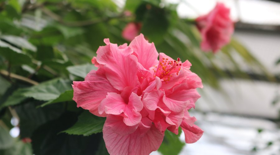 Hibiscus