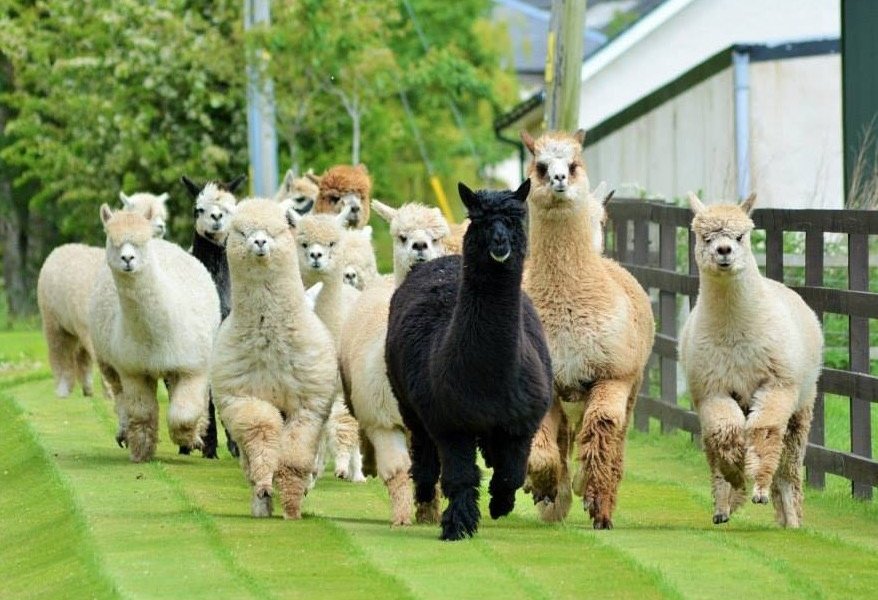 Balnuith Alpacas image