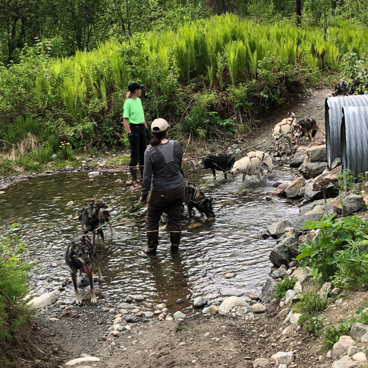 Talkeetna Sundog Kennel - All You Need to Know BEFORE You Go