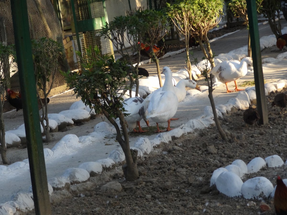 Himalayan Bird Park (Shimla) - All You Need to Know BEFORE You Go